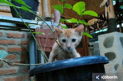 Hindari kucing kesayangan dari bunga lili supaya ginjal tetap sehat