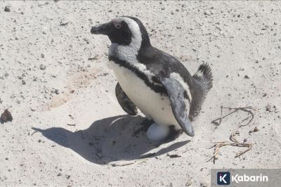 60.000 Penguin Afrika mati kelaparan: Penangkapan sarden berlebih picu krisis populasi