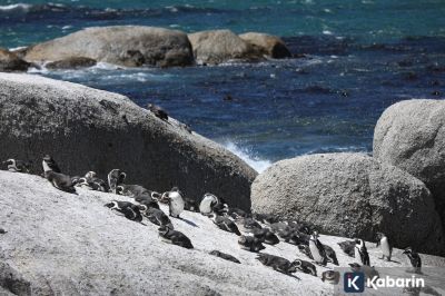 Populasi penguin Afrika terancam punah akibat krisis pangan ekstrem
