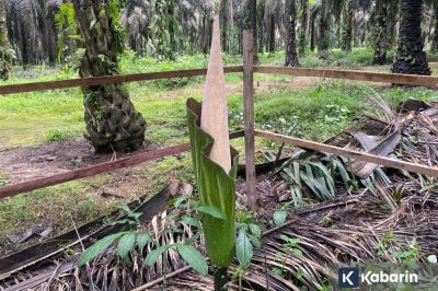 Bunga bangkai jenis Titan Arum mekar di perkebunan sawit Kalimantan Tengah
