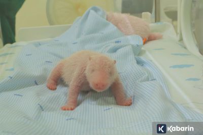 TSI sambut kelahiran panda raksasa, bayinya dinamai Rio