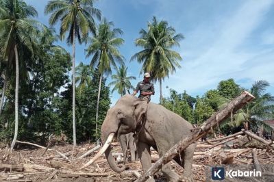 Kemenhut ungkap pelibatan gajah bersihkan puing merupakan bentuk kesejahteraan satwa