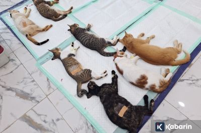 Tahapan Prosedur Sterilisasi Kucing dari Persiapan sampai Pemulihan