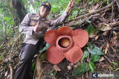 Bunga 'bangkai' Rafflesia Arnoldii mekar lagi di Bengkulu