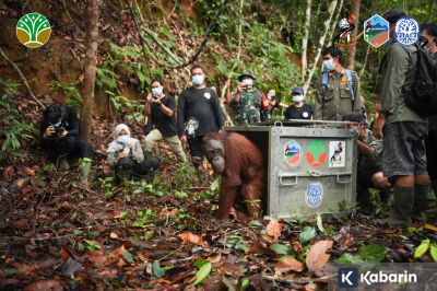 Tiga orangutan hasil rehabilitasi dilepas kembali ke habitatnya