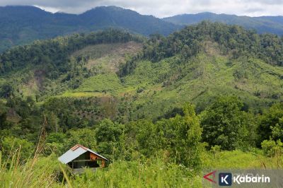 Pakar Ingatkan Denda Kehutanan harus Diterapkan dengan Hati-hati
