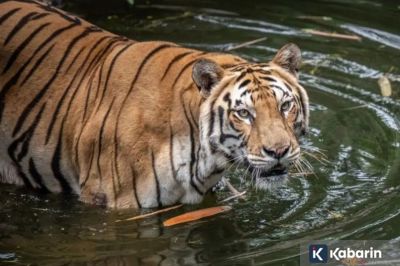 Libur Nataru, Ragunan ajak pengunjung jaga satwa dan alam