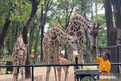 694 petugas berjaga di Kebun Binatang Ragunan saat libur Nataru