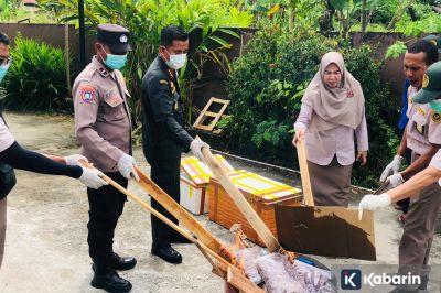 42 kilogram daging anjing tanpa dokumen dimusnahkan di Maluku