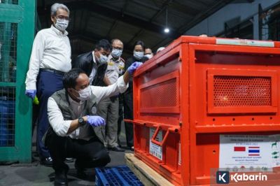 Kemenhut pulangkan 4 orangutan korban perdagangan ilegal dari Thailand