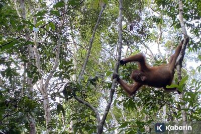 Bertamu ke rumah orang utan: Pelajaran alam dari Tanjung Puting