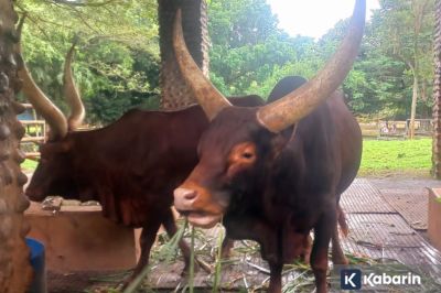 Banteng Watusi Jadi Kado Tahun Baru 2026 bagi Pengunjung Ragunan