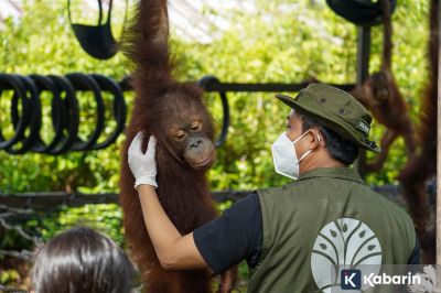 Menhut Lepasliarkan Orangutan di Tanjung Puting, Tegaskan Komitmen Jaga Hutan