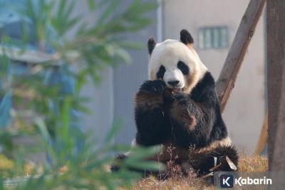 China Hadirkan Pusat Panda Baru yang Padukan Teknologi dan Konservasi