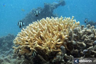 Terumbu Karang Ternyata Bisa Atur Ritme Harian Mikroba Laut