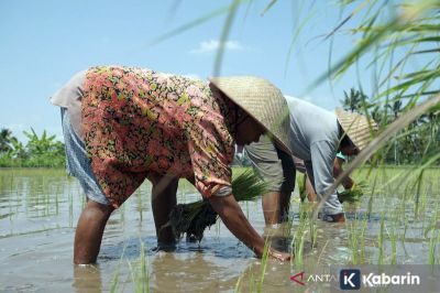 BPS: Nilai Tukar Petani Naik 1,05 Persen di Desember 2025