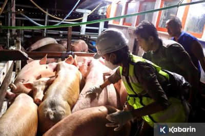 Indonesia Stop Impor Daging Babi dari Spanyol Gara-gara Wabah ASF