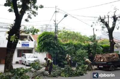 19.972 Pohon di Jaksel Ditebang Biar Gak Tumbang
