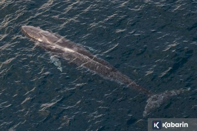 93 Persen Habitat Paus & Lumba-lumba di Barat Sumatera Berada di Luar Konservasi