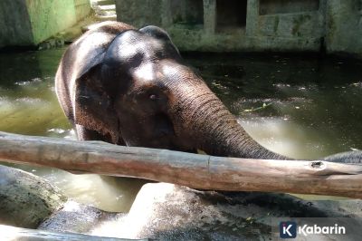 BKSDA Bali Akan Cabut Izin Jika Lembaga Abaikan Larangan Gajah Tunggang