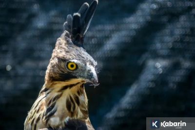 Kepunahan Elang Jawa Bisa Ganggu Keseimbangan Ekosistem Hutan