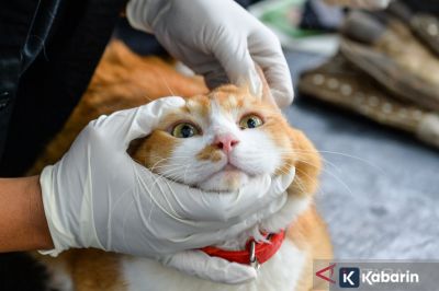 Sentuhan dengan Hewan Peliharaan Ternyata Bisa Redakan Stres, Ini Penjelasannya