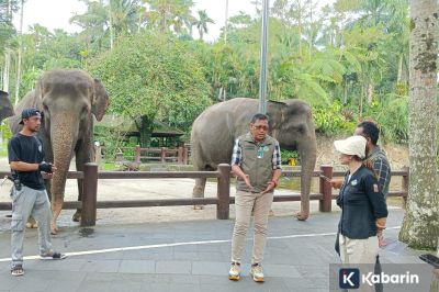 Atraksi Gajah Tunggang Resmi Dilarang Secara Nasional