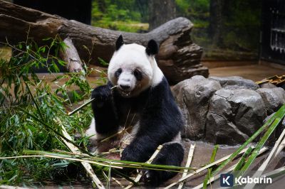 Dua Panda Terakhir di Jepang Balik ke China