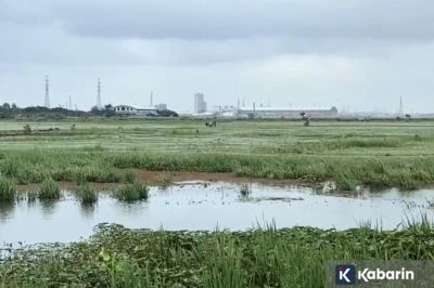 Belasan Hektare Sawah di Jakut Terendam Banjir, Petani Terancam Gagal Panen