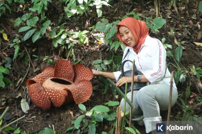 Rafflesia Arnoldii Mekar di Liku Sembilan, Pengendara Banyak yang Mampir