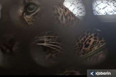 BKSDA Jabar Evakuasi Macan Tutul yang Masuk Pemukiman di Bandung