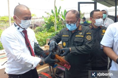 Badan Karantina Musnahkan Ratusan Ayam asal Thailand untuk Cegah Penyakit