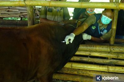Kementan Alokasikan 151 Ribu Dosis Vaksin di Jabar Demi Kendalikan PMK