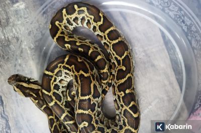 WNA Rusia yang Akan Seludupkan 202 Hewan Liar Berhasil Diamankan