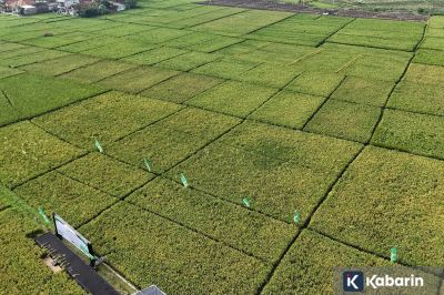 Jakarta dan Cianjur Kerja Sama Soal Padi