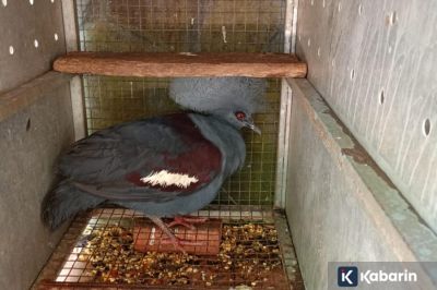 Kemenhut Tangkap Pedagang Satwa yang Bawa 24 Burung Dilindungi