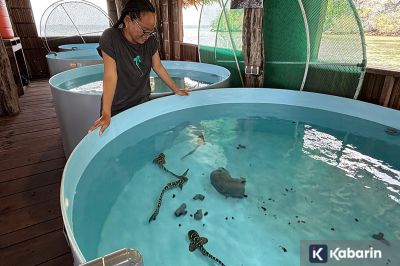 Perjalanan Pulang Hiu Zebra ke Habitatnya di Raja Ampat