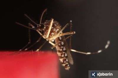 Bolivia Laporkan Kematian Kelima Akibat Demam Chikungunya