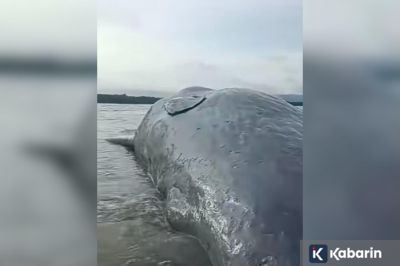 Bangkai Paus Sepanjang 10 Meter Ditemukan Warga di Pantai Totobo Kolaka