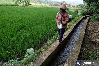 Rehabilitasi Irigasi Tersier Dipercepat untuk Perkuat Produksi Pangan