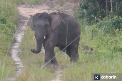 Kabar Gembira! Prabowo Resmi Terbitkan Inpres Selamatkan Gajah