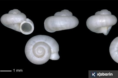 BRIN Temukan Spesies Keong Baru Endemik Sumatera Selatan