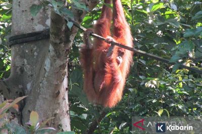 Satu Orang Utan Melahirkan Anaknya di Taman Nasional Gunung Leuser