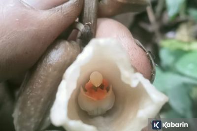 Dua Spesies Anggrek Baru Ditemukan di Lereng Gunung Semeru