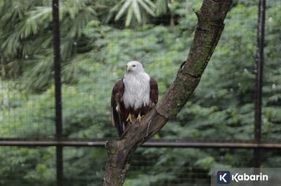 Satwa di Bandung Zoo Kemungkinan Dipindah ke Lembaga Konservasi