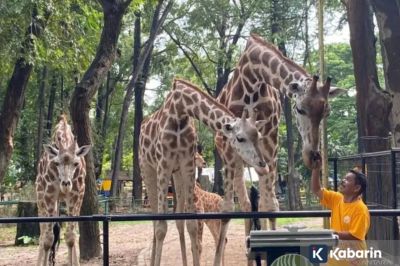Ragunan Prediksi 30.000 Pengunjung Akan Datang saat Libur Paskah