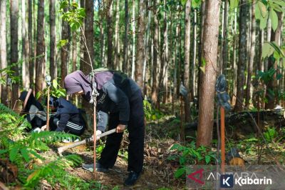 Otorita IKN Lanjutkan Upaya Penghijauan di Kawasan Ibu Kota Negara Baru Indonesia