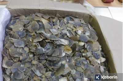 Kemenhut Gagalkan Jual Beli 22 Kg Sisik Trenggiling di Medan