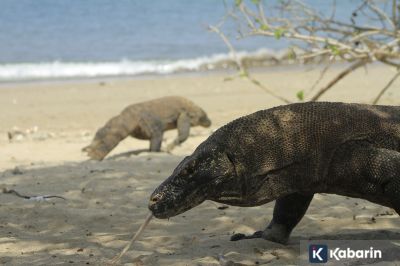 Pulau Komodo Bisa Jadi Destinasi Kelas Dunia Usai Pembatasan Pengunjung