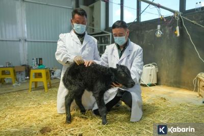 Ilmuwan China Sukses Kloning Yak, 10 Anak Lahir Sekaligus